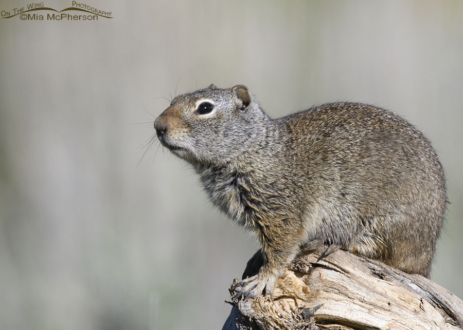 Uinta Ground Squirrel on a gnarly old stump, Wasatch Mountains, Summit County, Utah