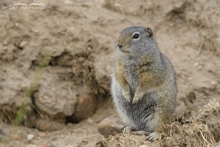 Uinta Ground Squirrel in low light conditions, Wasatch Mountains, Summit County, Utah