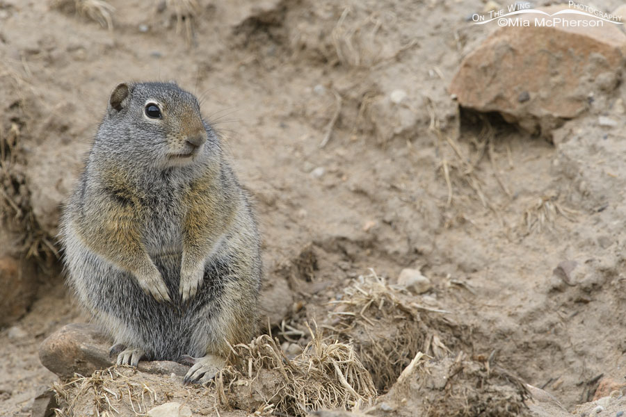 Chunky Uinta Ground Squirrel, Wasatch Mountains, Summit County, Utah