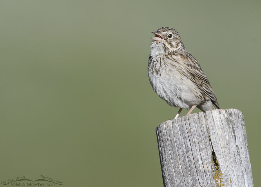 Summer singing Vesper Sparrow adult, Wasatch Mountains, Summit County, Utah