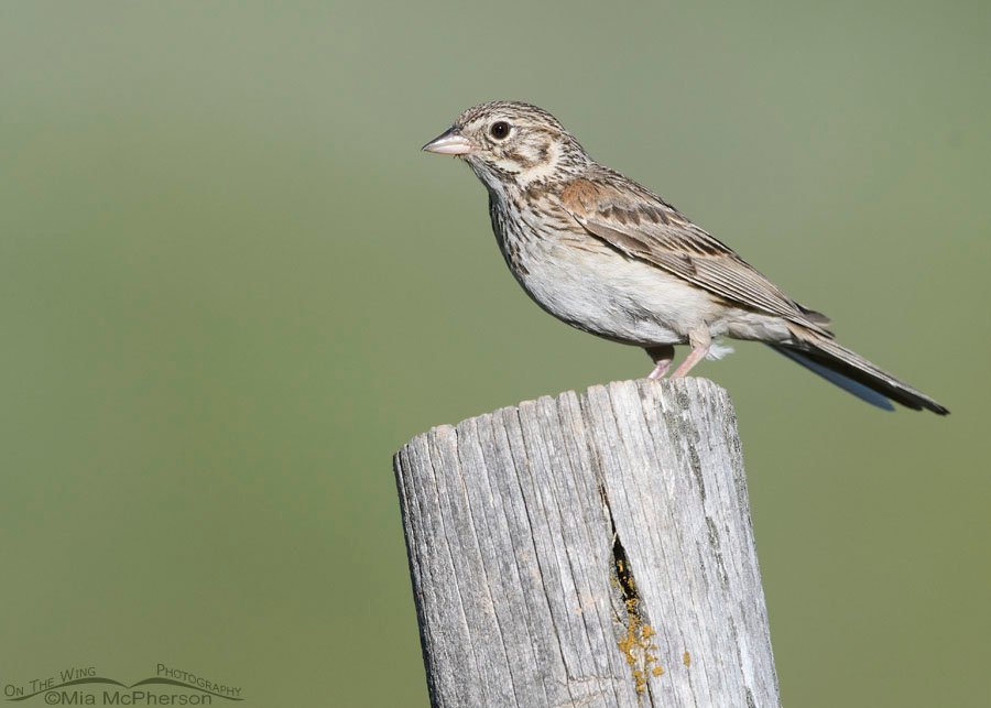Vesper Sparrow adult perched on a wooden post in summer, Wasatch Mountains, Summit County, Utah