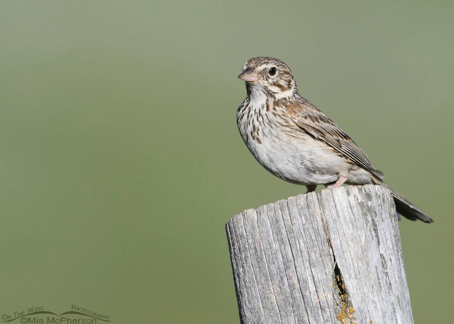 Adult Vesper Sparrow looking at me, Wasatch Mountains, Summit County, Utah