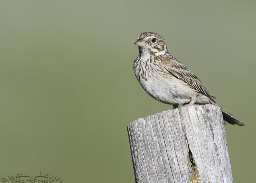 Adult Vesper Sparrow looking at me, Wasatch Mountains, Summit County, Utah