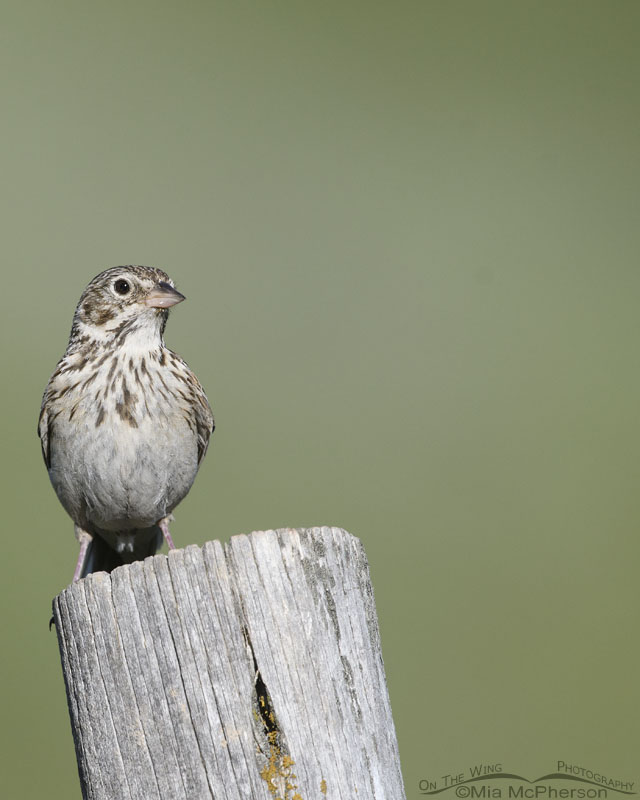 Adult Vesper Sparrow in a mountain canyon, Wasatch Mountains, Summit County, Utah