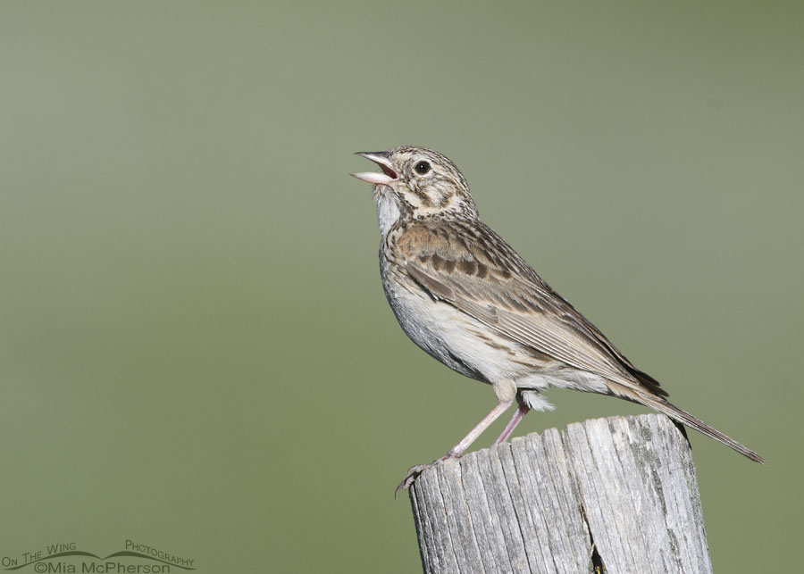 Singing adult Vesper Sparrow in the Wasatch Mountains, Summit County, Utah