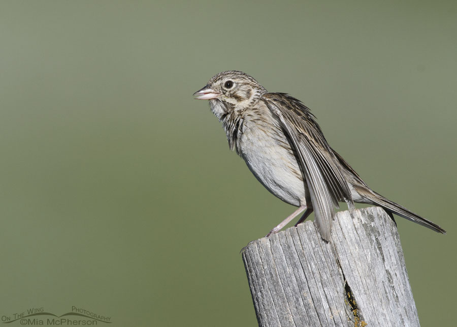 Vesper Sparrow after a quick preening session, Wasatch Mountains, Summit County, Utah