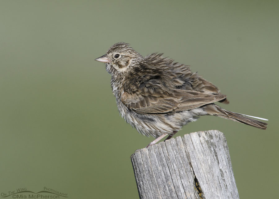 Vesper Sparrow fluffing its feathers, Wasatch Mountains, Summit County, Utah