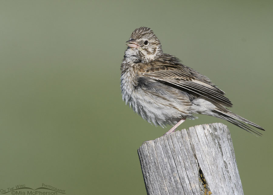 Fluffy singing adult Vesper Sparrow, Wasatch Mountains, Summit County, Utah
