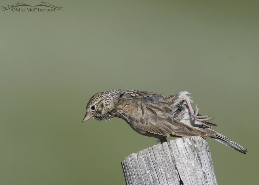 Vesper Sparrow scratching an itch, Wasatch Mountains, Summit County, Utah