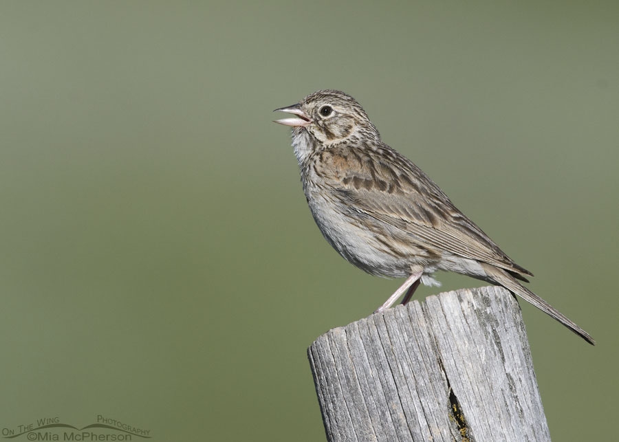 Adult Vesper Sparrow singing in the mountains, Wasatch Mountains, Summit County, Utah