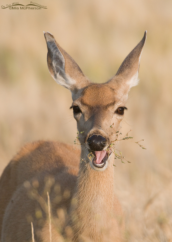 White-tailed Deer doe eating, Glacier County, Montana