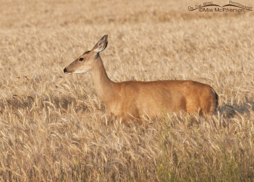White-tailed Deer Images