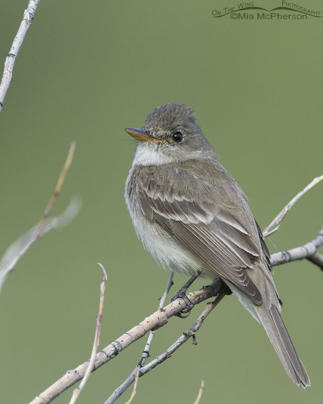 Adult Willow Flycatcher in a thicket, Wasatch Mountains, Summit County, Utah