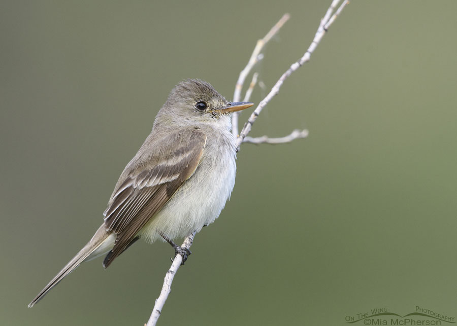 Willow Flycatcher on a July morning, Wasatch Mountains, Summit County, Utah