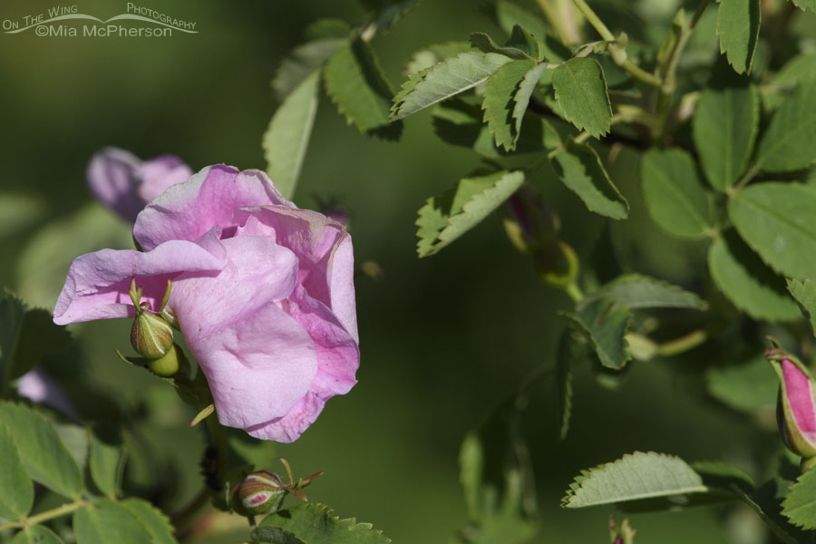 Wild Rose blossom, Wasatch Mountains, Summit County, Utah