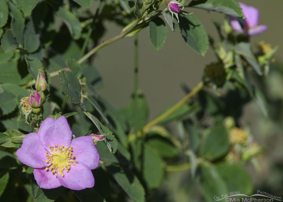 Wild Rose and buds in the Wasatch Mountains, Summit County, Utah