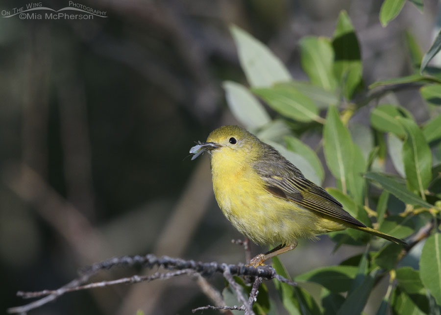Female Yellow Warbler with food for her young, Wasatch Mountains, Summit County, Utah