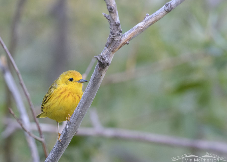 Low light adult male Yellow Warbler taking a break, Wasatch Mountains, Summit County, Utah