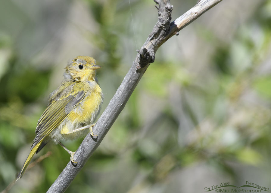 Yellow Warbler chick in patchy juvenal plumage, Wasatch Mountains, Summit County, Utah
