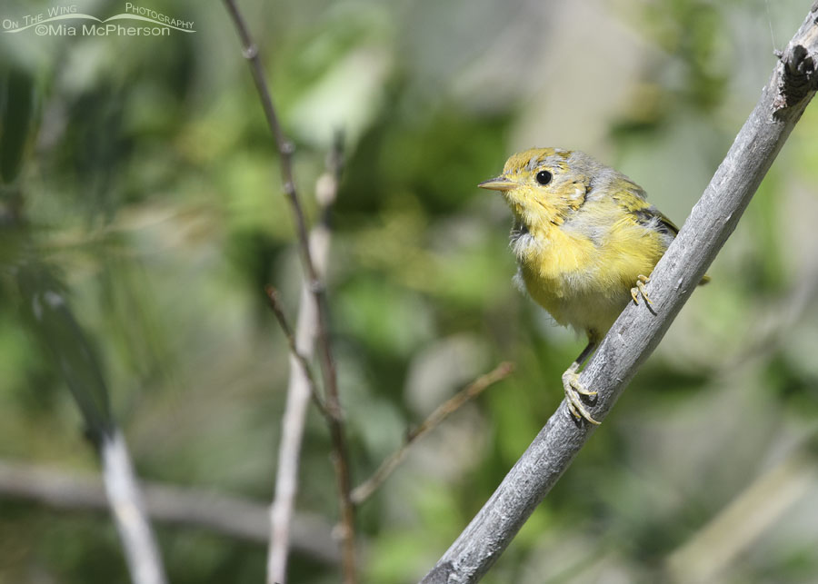 Cute juvenile Yellow Warbler in the mountains, Wasatch Mountains, Summit County, Utah