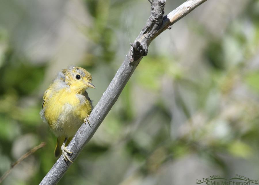 Inquisitive young Yellow Warbler in the Wasatch Mountains, Summit County, Utah