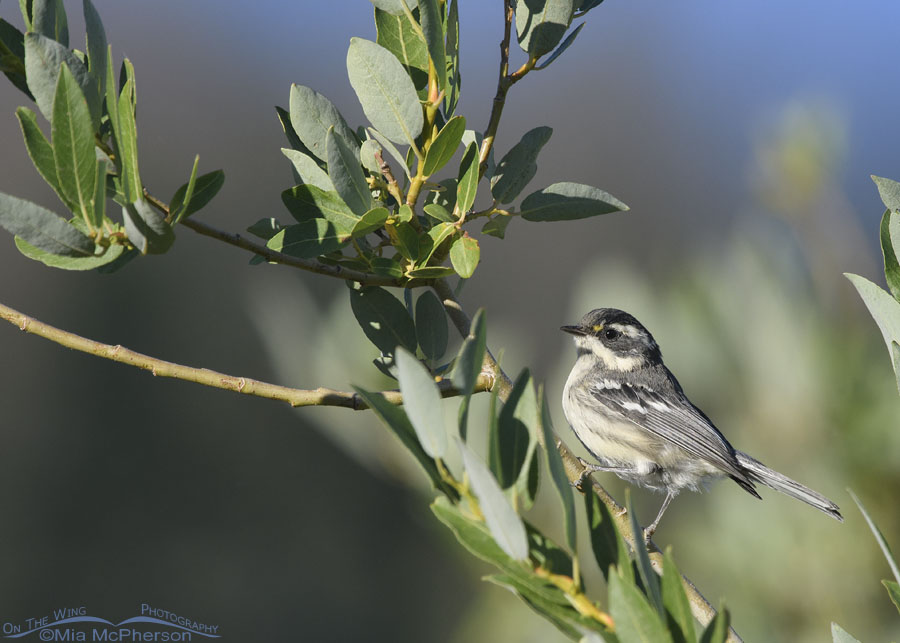 Black-throated Gray Warbler Images