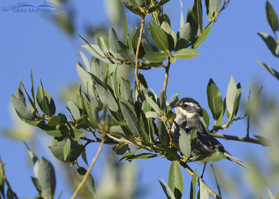 Black-throated Gray Warbler perched in a willow, West Desert, Tooele County, Utah
