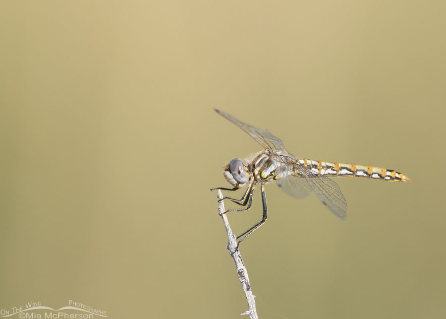 Variegated Meadowhawk Dragonfly Images