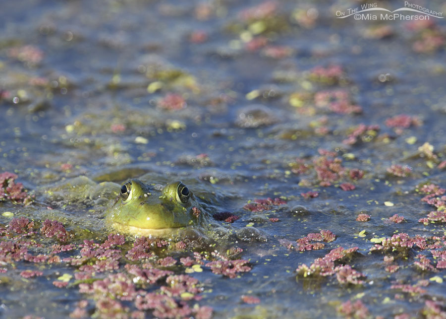 American Bullfrog and duckweed close up, Farmington Bay WMA, Davis County, Utah