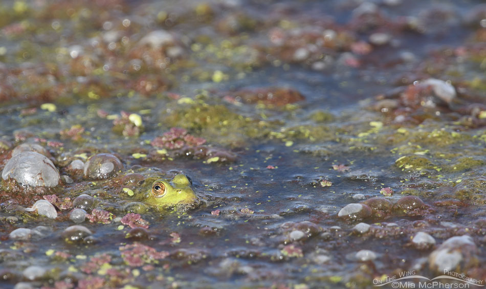 American Bullfrog and bubbles, Farmington Bay WMA, Davis County, Utah