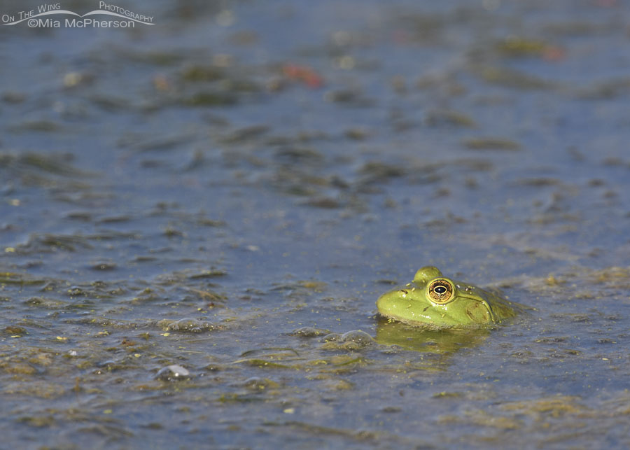 Adult American Bullfrog, Farmington Bay WMA, Davis County, Utah