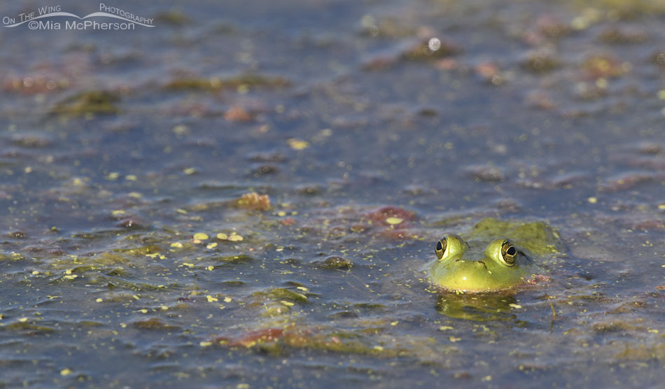American Bullfrog close up, Farmington Bay WMA, Davis County, Utah