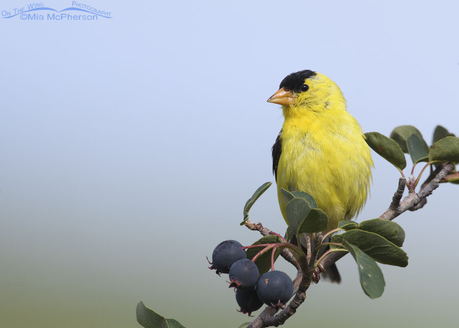 American Goldfinch and ripe serviceberries, Wasatch Mountains, Morgan County, Utah