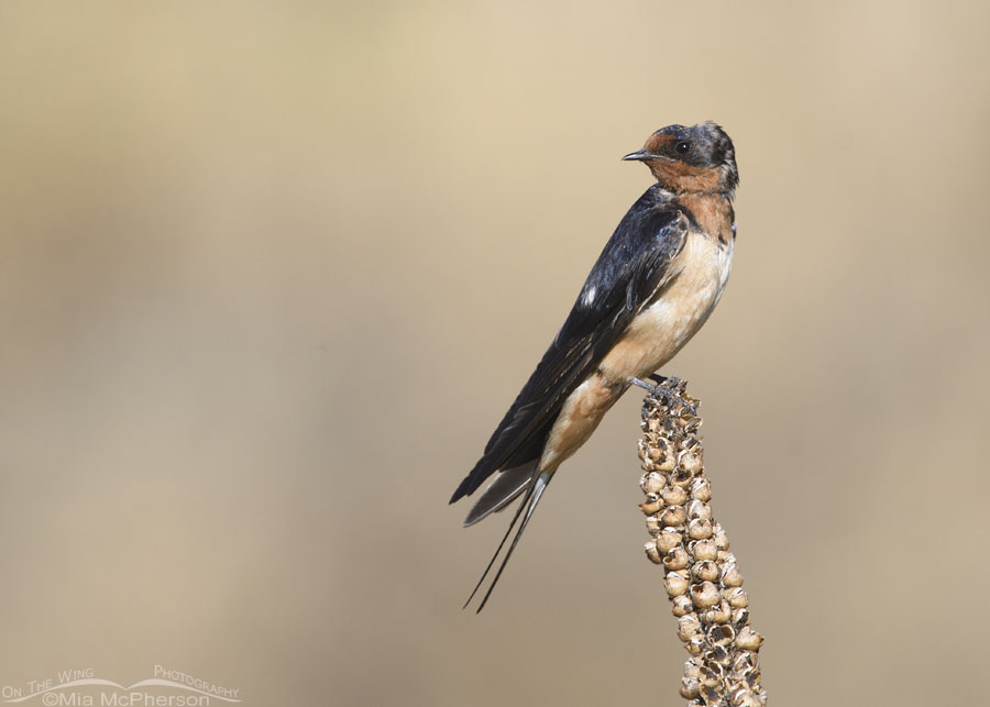 Molting Barn Swallow on mullein, Farmington Bay WMA, Davis County, Utah