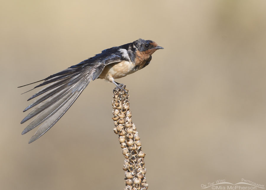 Stretching Barn Swallow in molt, Farmington Bay WMA, Davis County, Utah