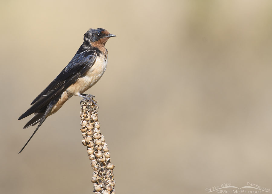 Molting Barn Swallow at Farmington Bay WMA, Davis County, Utah