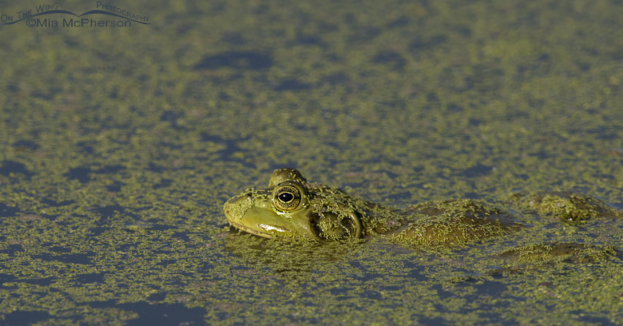 An invasive American Bullfrog, Farmington Bay WMA, Davis County, Utah