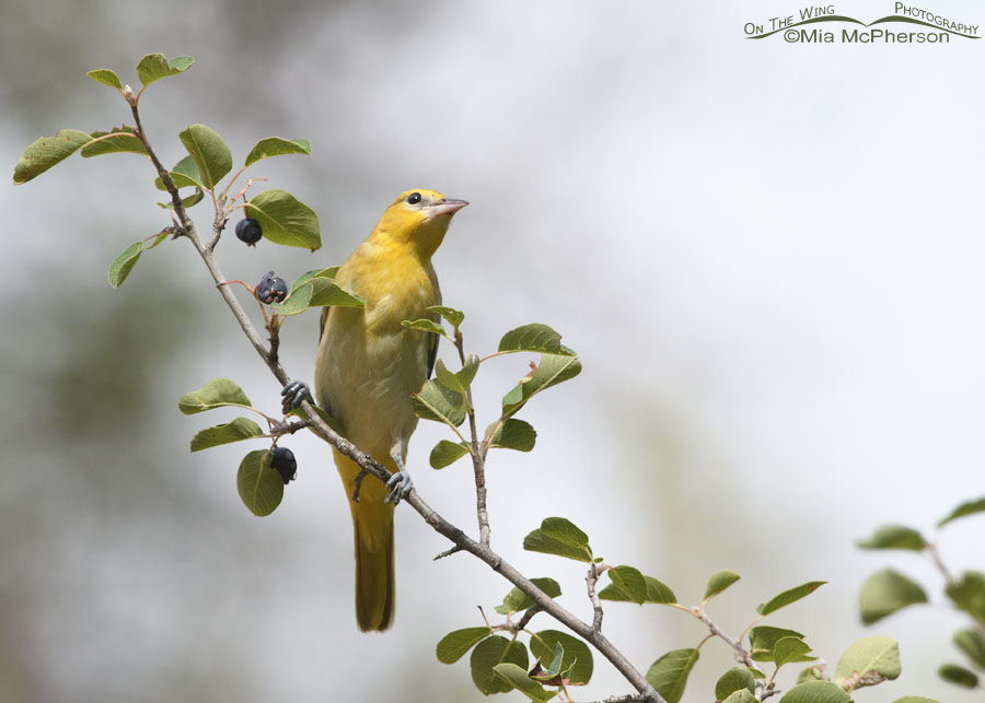 Immature Bullock's Oriole with an eye on the sky, Wasatch Mountains, Morgan County, Utah