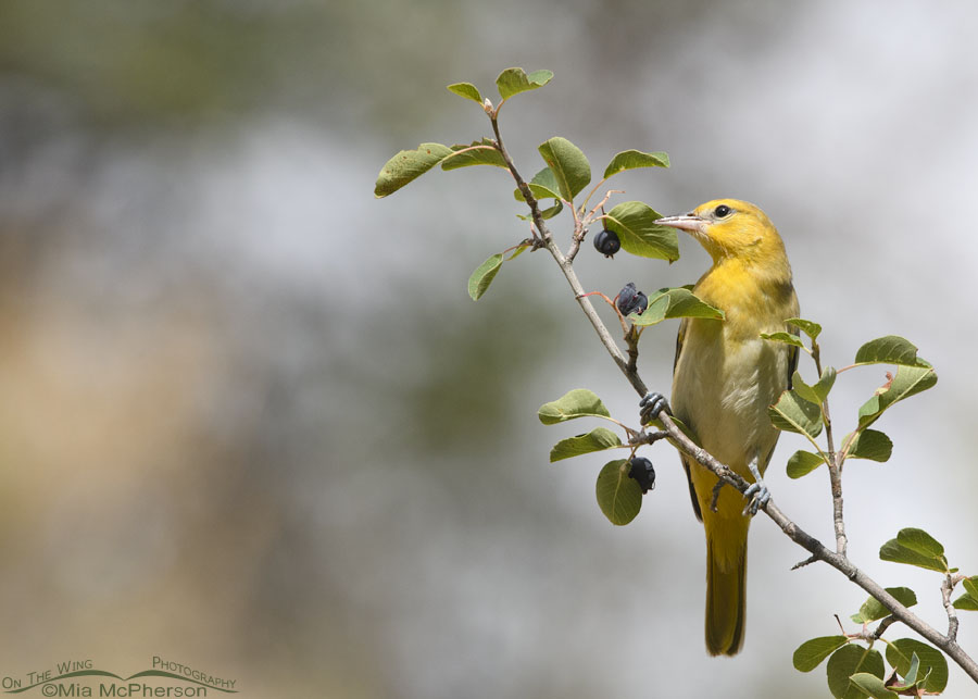 Immature Bullock's Oriole in a serviceberry, Wasatch Mountains, Morgan County, Utah