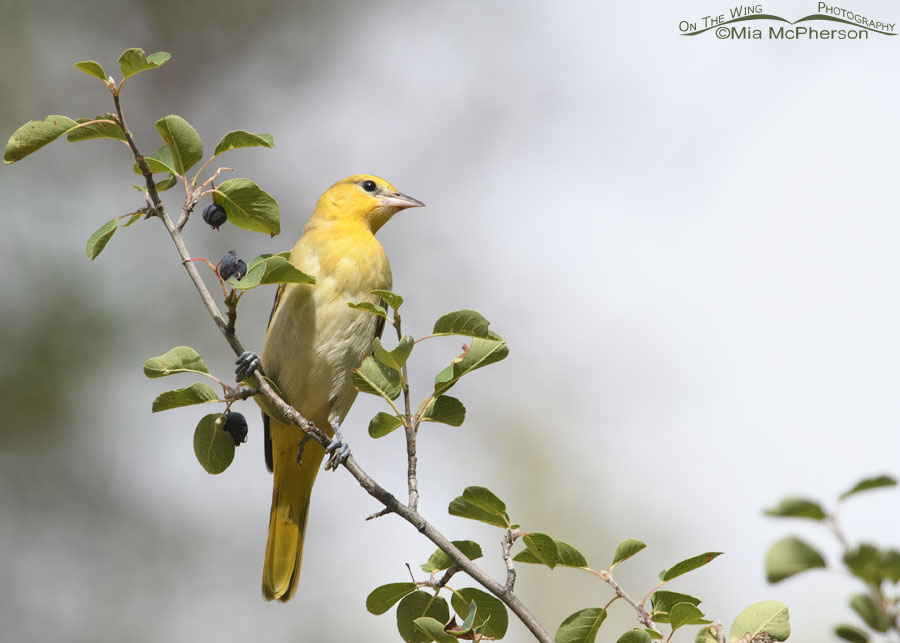 Young Bullock's Oriole perched in a serviceberry, Wasatch Mountains, Morgan County, Utah