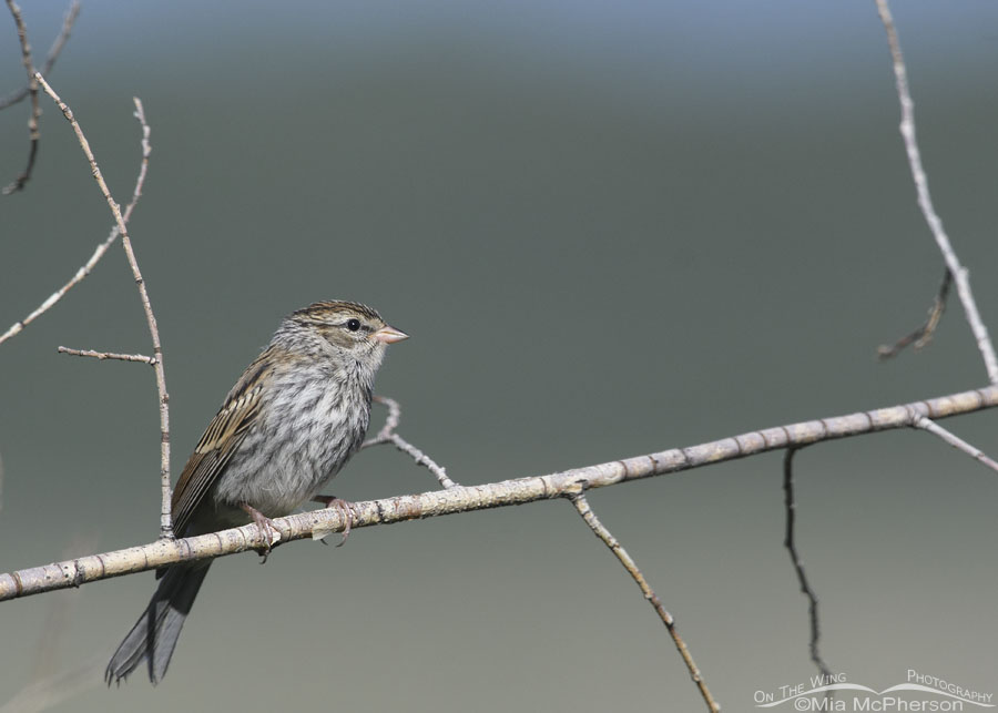 Immature Chipping Sparrow perched in willows, Wasatch Mountains, Morgan County, Utah