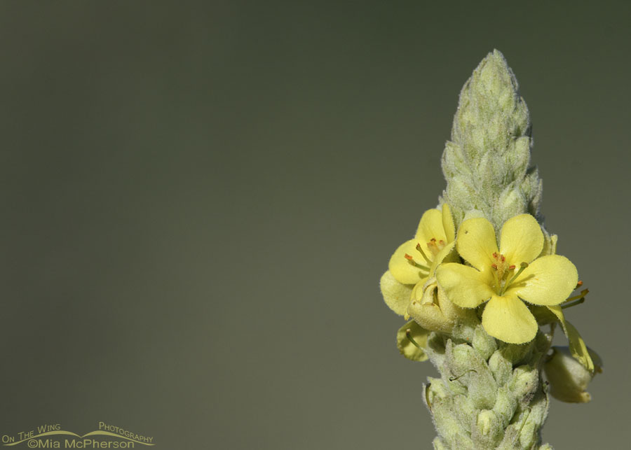 Common Mullein close up, Wasatch Mountains, Summit County, Utah