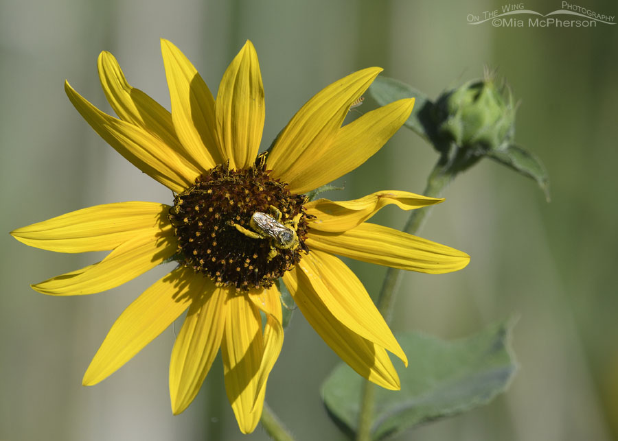 Common Sunflower with a bee and a midge, Bear River Migratory Bird Refuge, Box Elder County, Utah