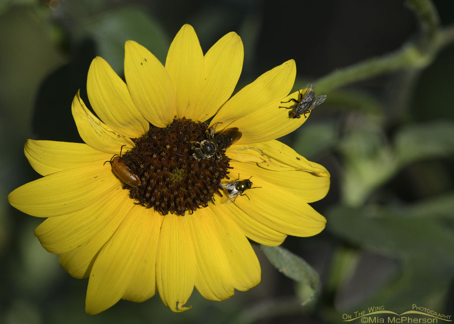 Common Sunflower, Blister Beetle, two flies and a bee, Bear River Migratory Bird Refuge, Box Elder County, Utah