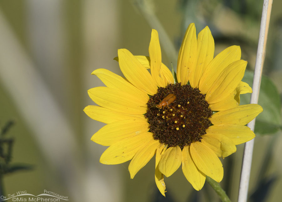 Common Sunflower with a Blister Beetle, Bear River Migratory Bird Refuge, Box Elder County, Utah