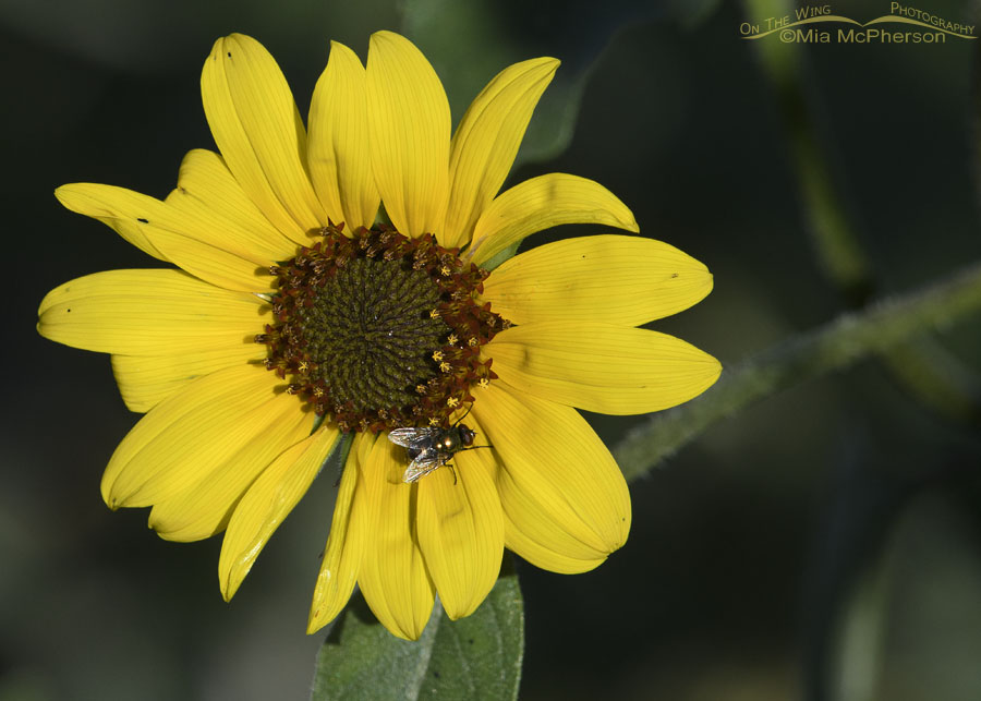Common Sunflower and a fly, Bear River Migratory Bird Refuge, Box Elder County, Utah