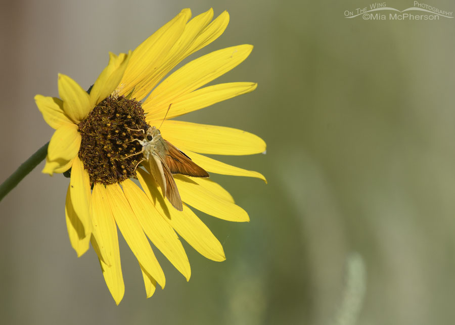 Common Sunflower with a skipper butterfly, Bear River Migratory Bird Refuge, Box Elder County, Utah