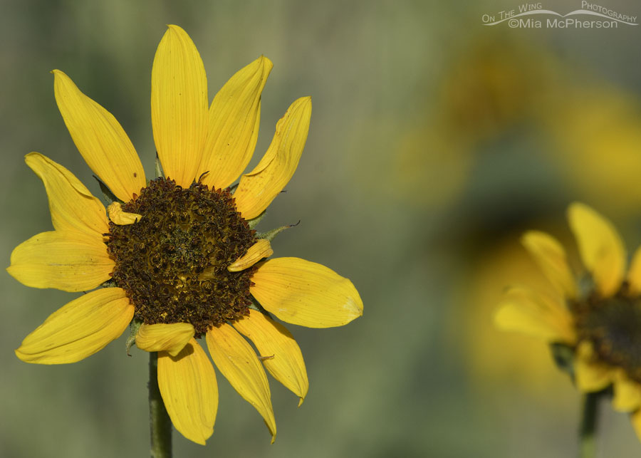 Common Sunflower hug, Bear River Migratory Bird Refuge, Box Elder County, Utah