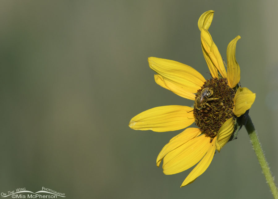 Common Sunflower plus a pollen covered bee, Bear River Migratory Bird Refuge, Box Elder County, Utah