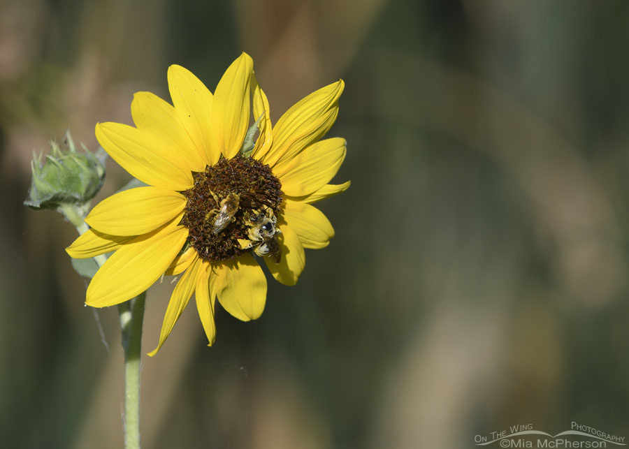 Common Sunflower with two bee species, Bear River Migratory Bird Refuge, Box Elder County, Utah